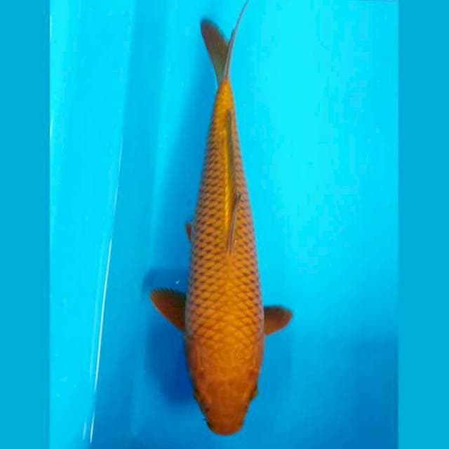 JINAK CHAGOI