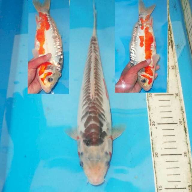 34cm HQ SHUSUI