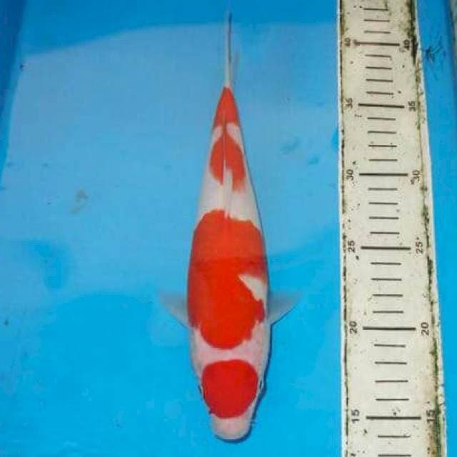 KOHAKU