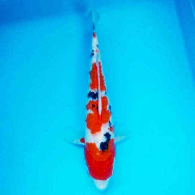 Sanke Josh 30cm