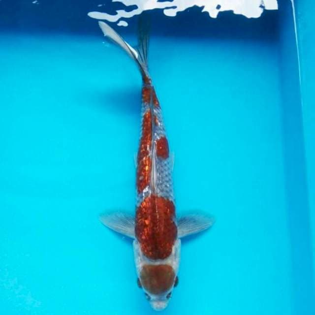 Ochiba gindrin 37cm