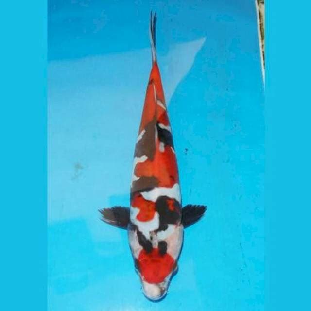 25cm SHOWA DOITSU