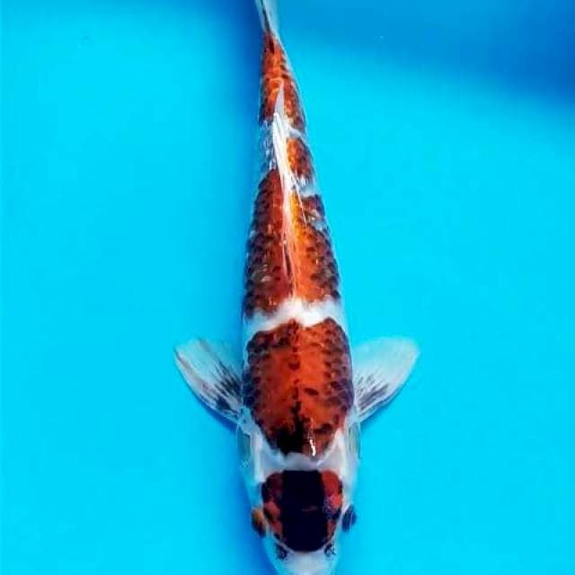 Kawari