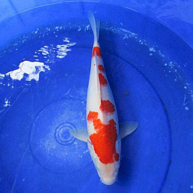 Kohaku ±36cm