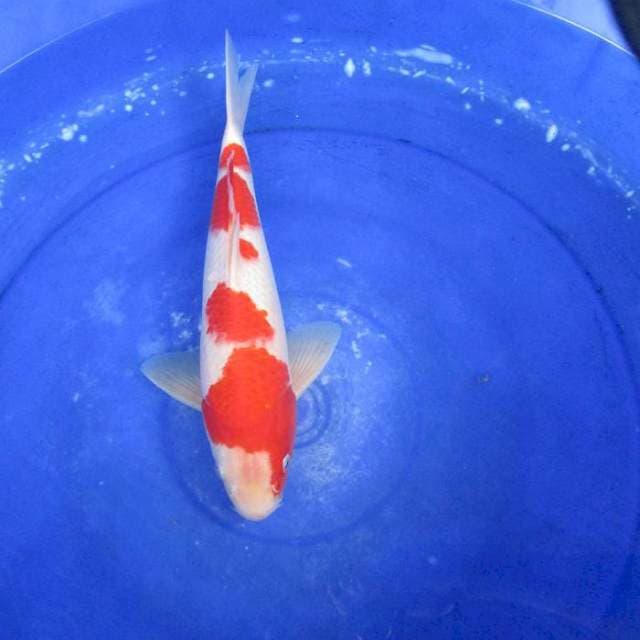 Male kohaku ±32cm ori