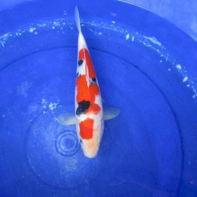Sanke subosumi ±30cm f1