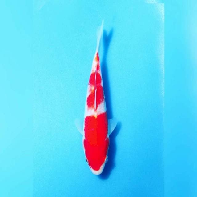 Kohaku f1