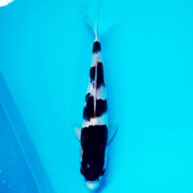 Original goromo 25cm