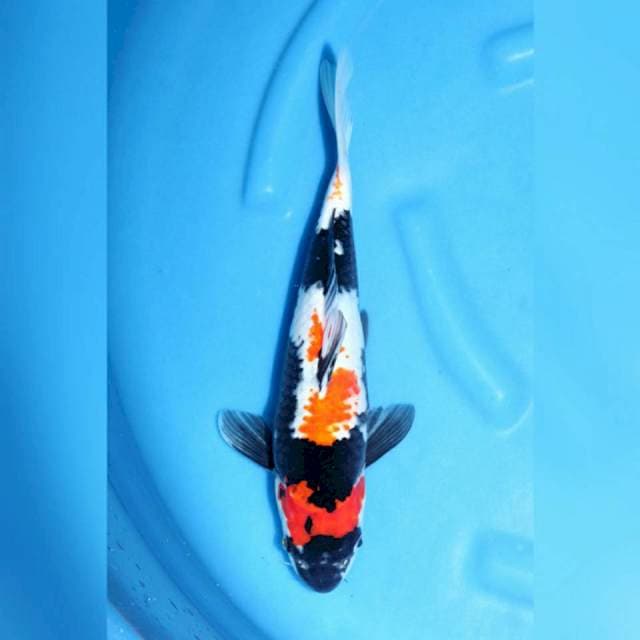 Showa kanoko