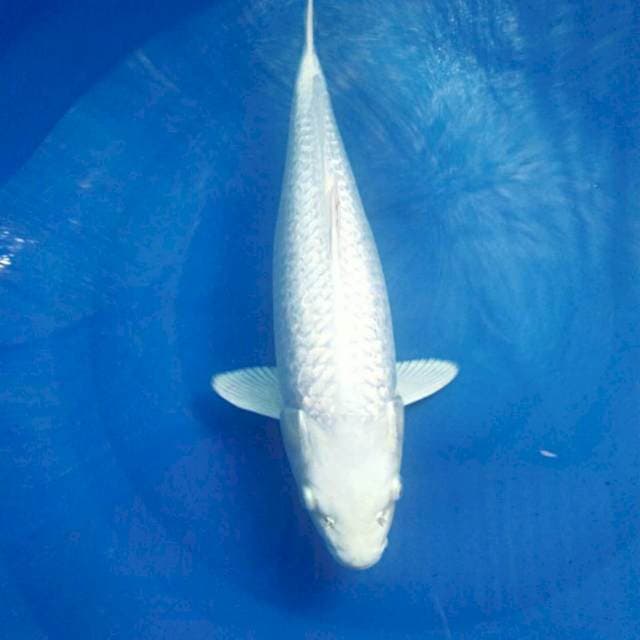 Platinum Ginrin Suspect, male 38 cm