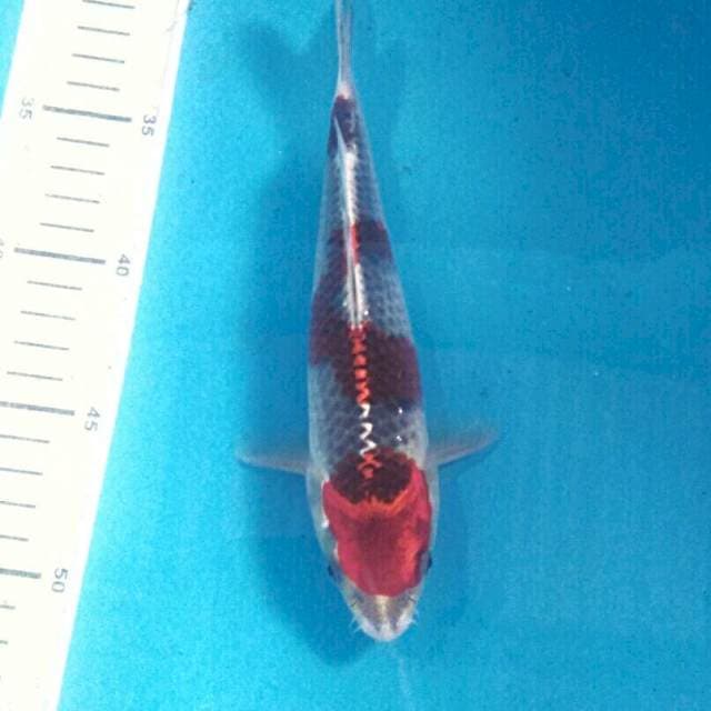 Goshiki, 22 cm