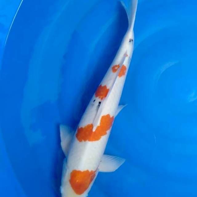 Sanke male 55cm good skin
