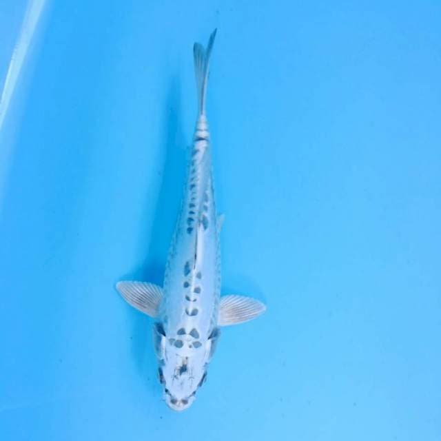 Platinum doitsu 25 cm