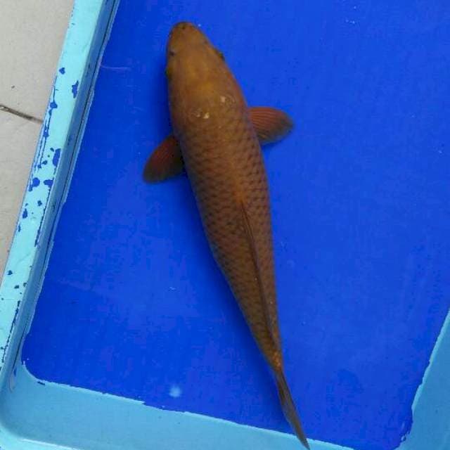 CAGOI 40cm