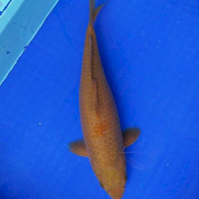 CAGOI 36cm