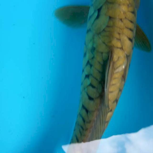 Sisik naga