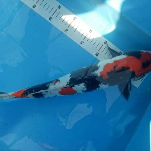 Doitsu showa M 45 cm