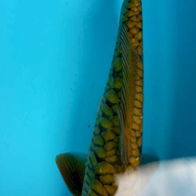 Sisik naga tembaga