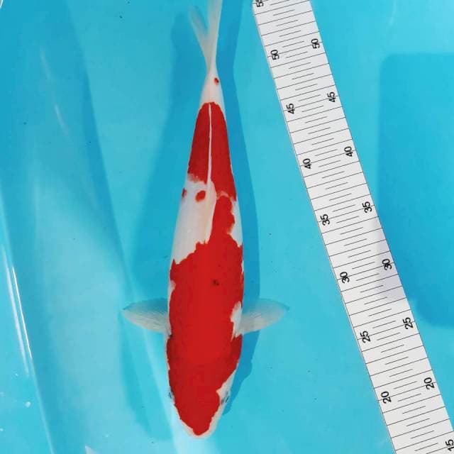 Kohaku fm 35 cm