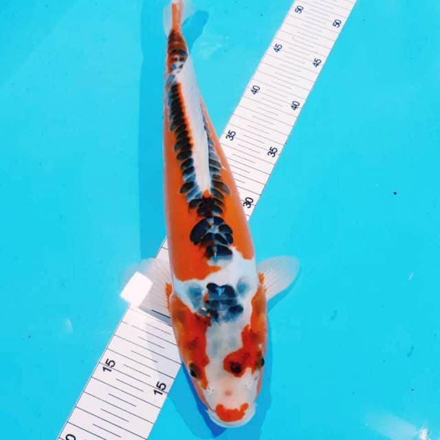 Hansui male 36 cm