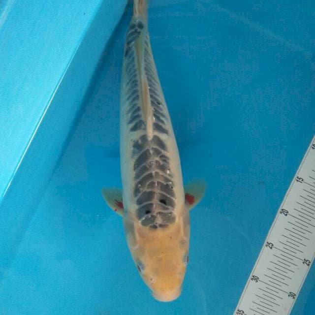 Shusui Mulus