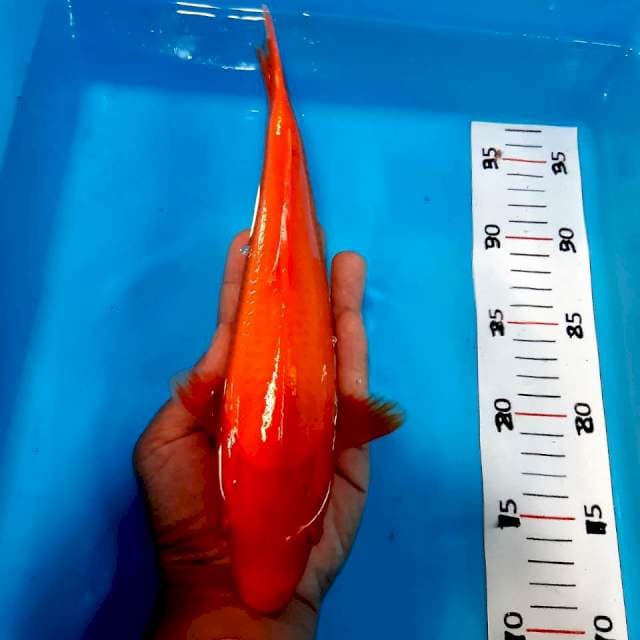 Benigoi 27 cm