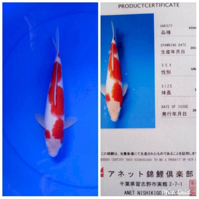 Kohaku import anetto