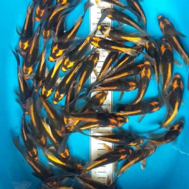 Mix Kabuto 14-16cm 45ekor
