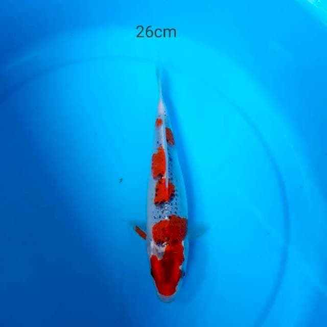 Ghosiki 26cm