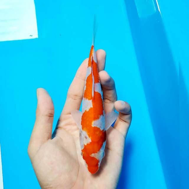 Kohaku Inazuma epick..