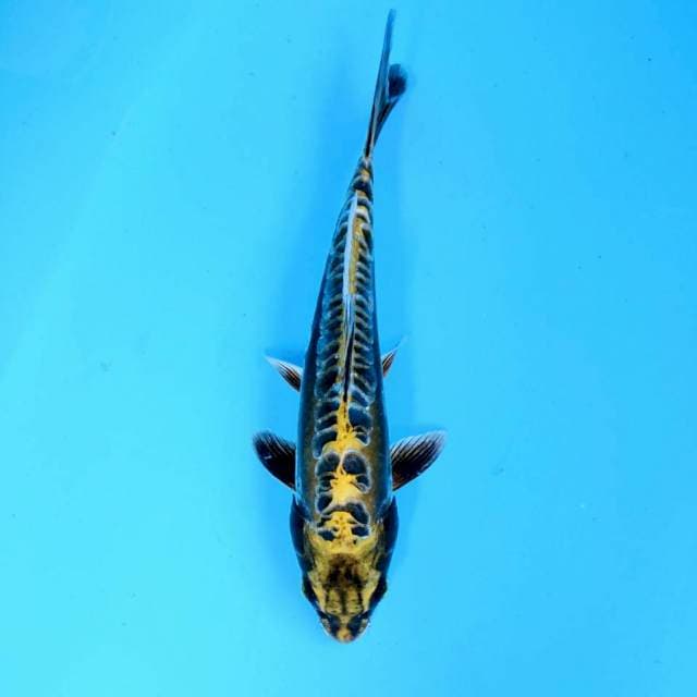 ANTIQUE DRAGON 26