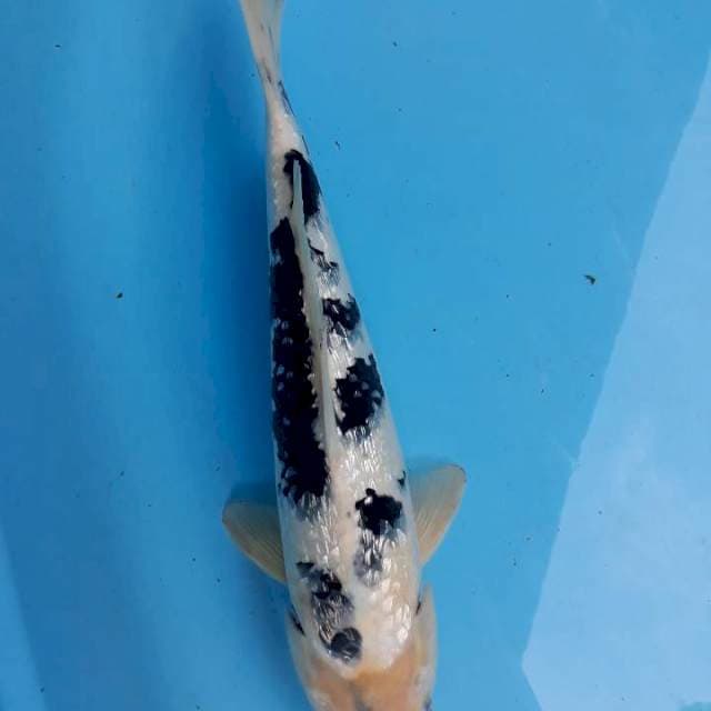 Ginrin 40cm jantan