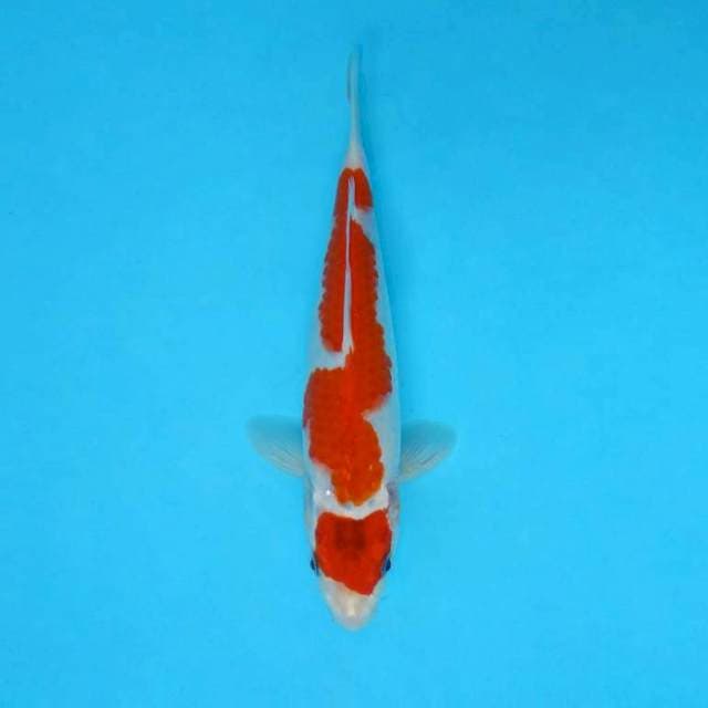 KARURA 13 - MARUTEN GOSHIKI EVOLUTION ®