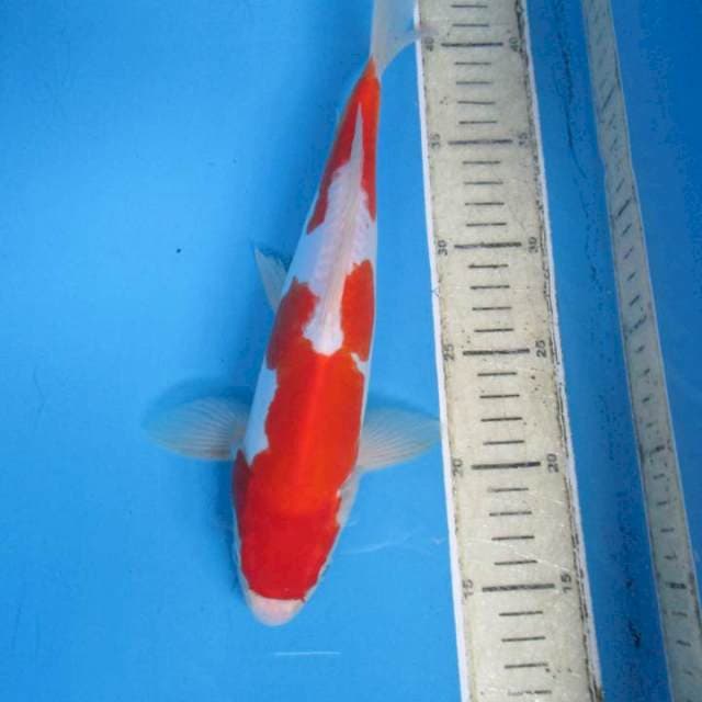 Daitsu28cm