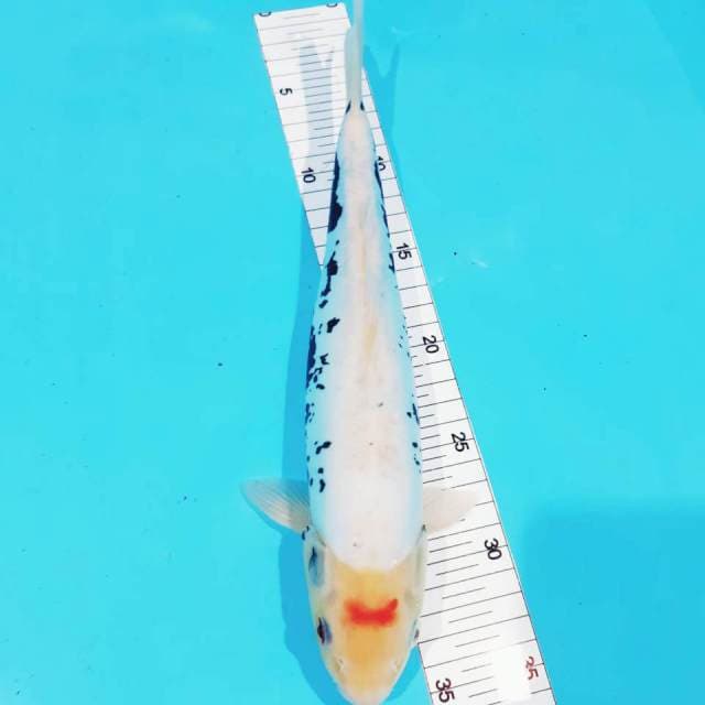 Kumon 32 cm