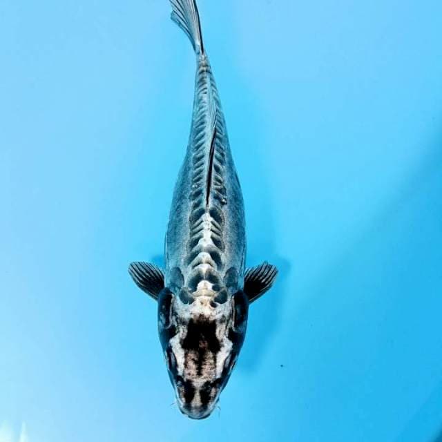 KIKOKURYU 30cm
