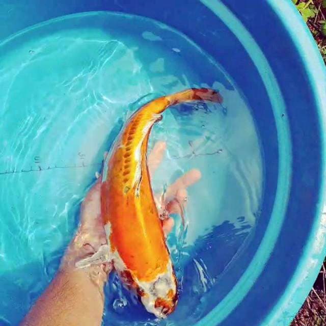Kiko Tembaga 38cm