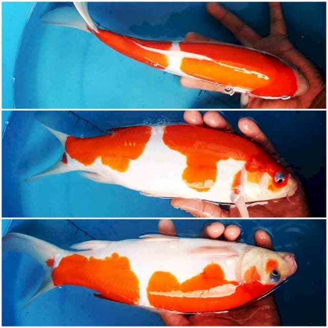 Kohaku Doitsu 30cm