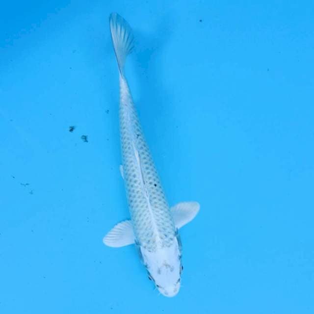 Gin matsuba 29cm