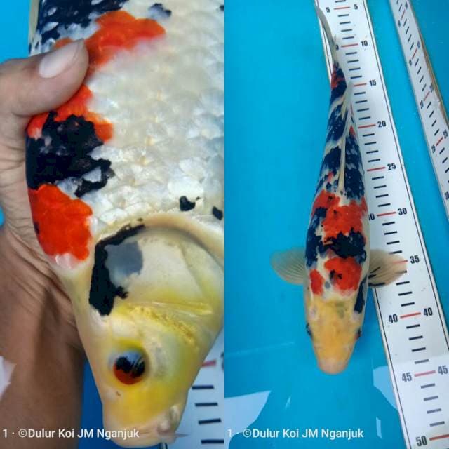 Kindai 35cm