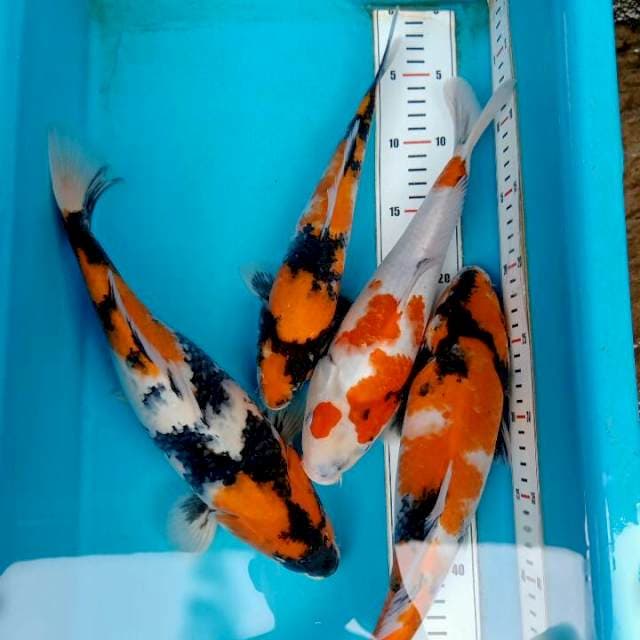 Showa 30cm-35cm