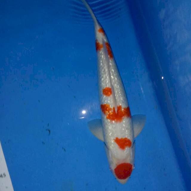 Kohaku ginrin 40cm