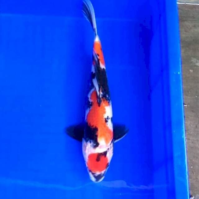Maruten Showa # 28cm