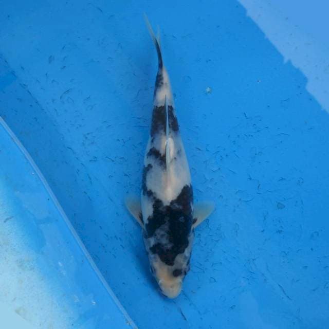 Shiro Prospek F1