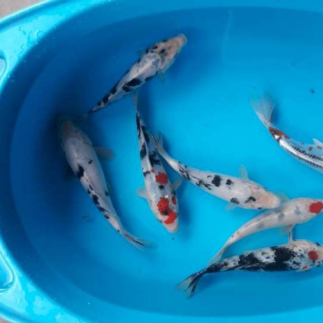 25 cm Mix
