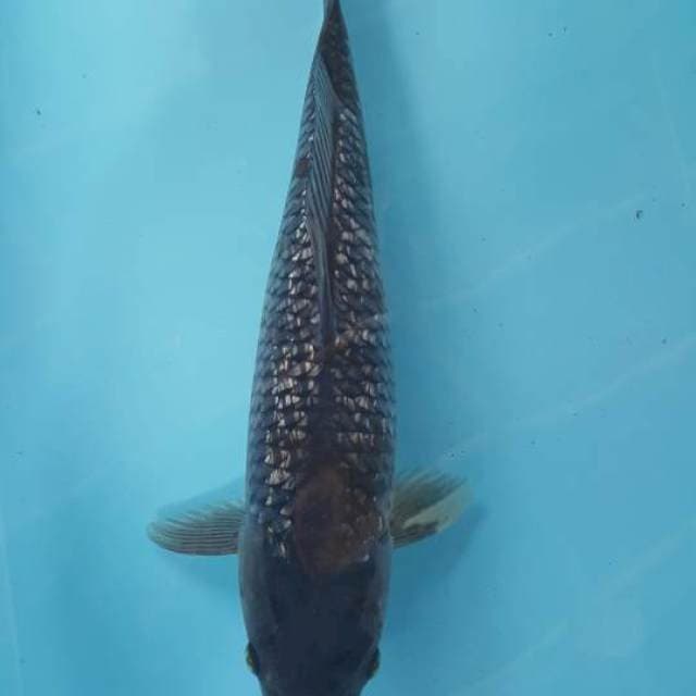 Ginrin 44 cm