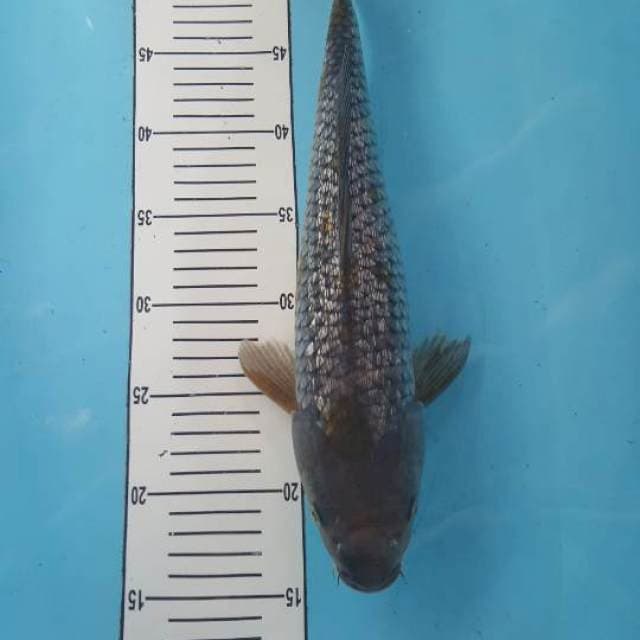 Ociba ginrin 39 cm