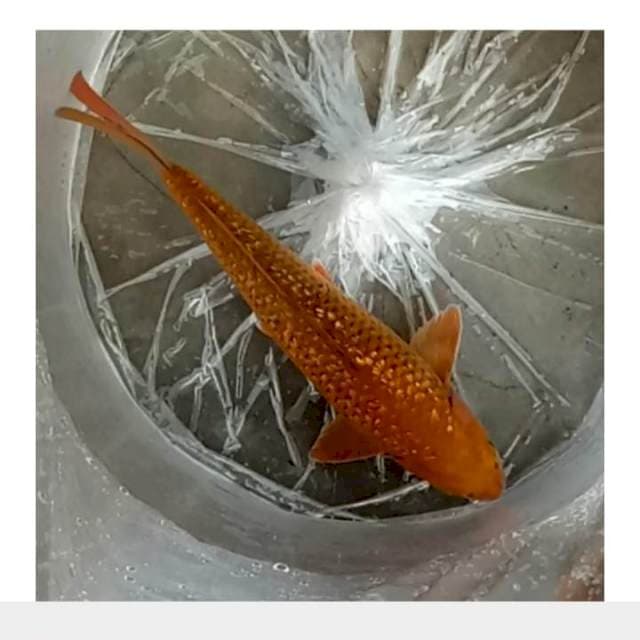32cm male
