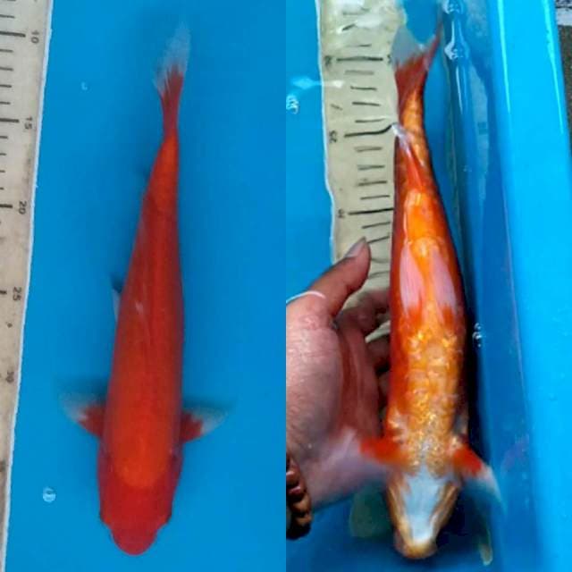 Red Sisik Besar