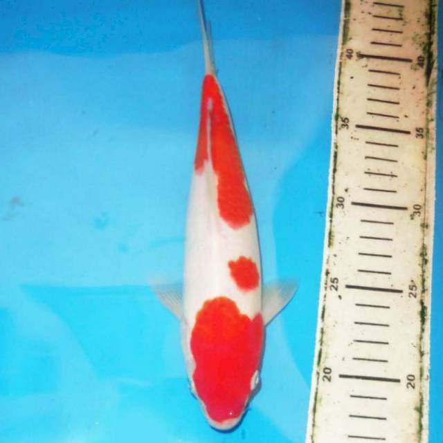 30cm KOHAKU
